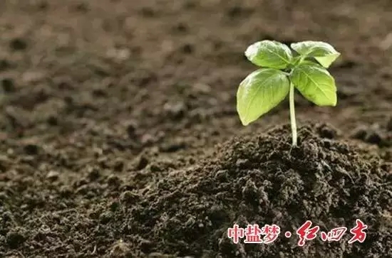 香蕉视频污污下载：土壤有机质，让土壤更有活力！