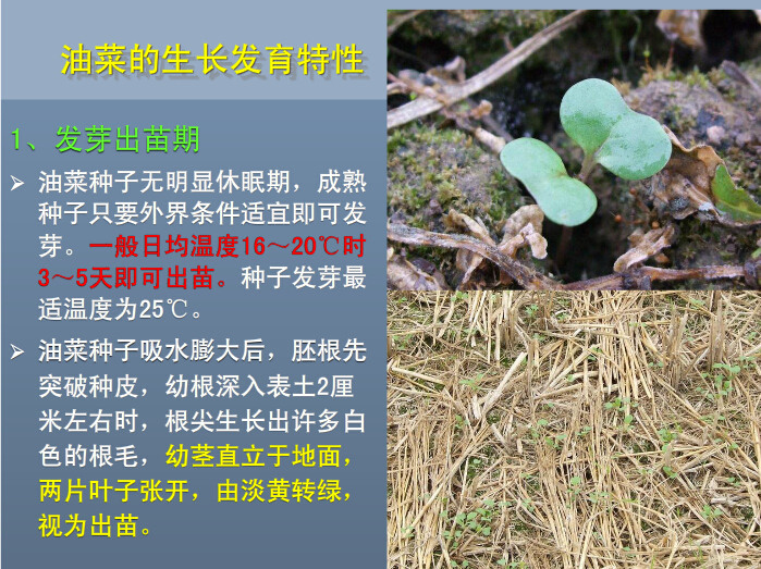 油菜生长发育特性：出苗期